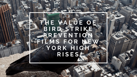 The Value of Bird Strike Prevention Films for New York High Rises
