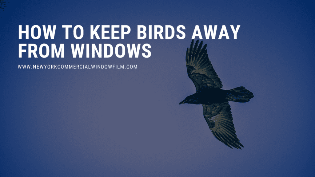 keep birds away from windows new york city