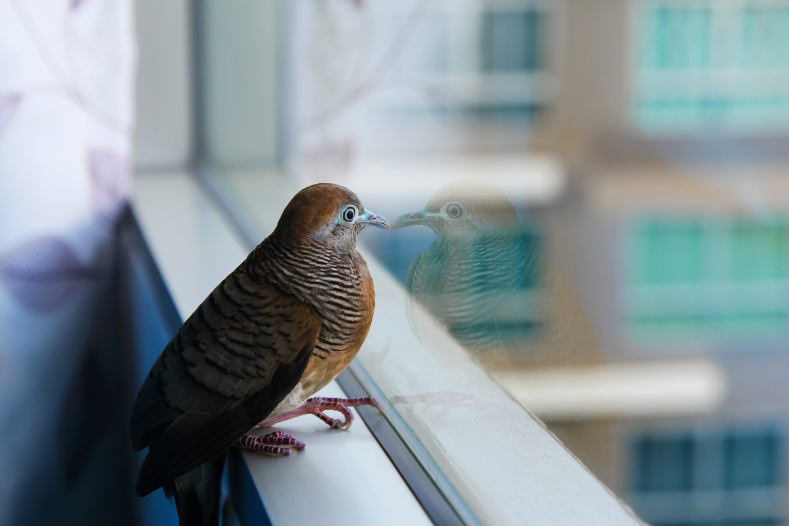 bird safety window film new york